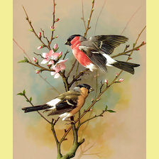 Схема вышивки «Яркие птички.»