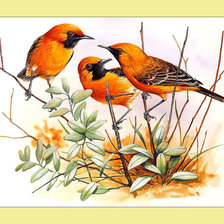 Схема вышивки «Яркие птички.»