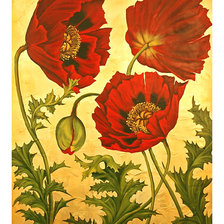 Схема вышивки «Серия "Маки".»