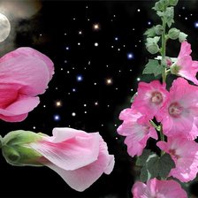 Схема вышивки «Мальвы»