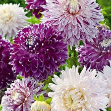 Схема вышивки «Георгины»