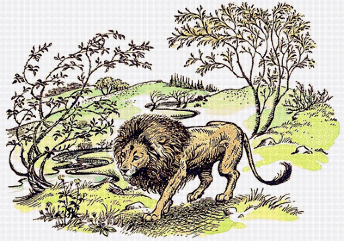 лев - животные, хищники, лев, рисунок карандашом - предпросмотр