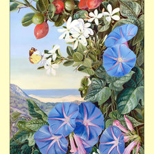 Пейзаж. Цветы.