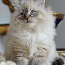 Схема вышивки «Котишка»