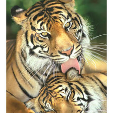 Схема вышивки «Тигры.»