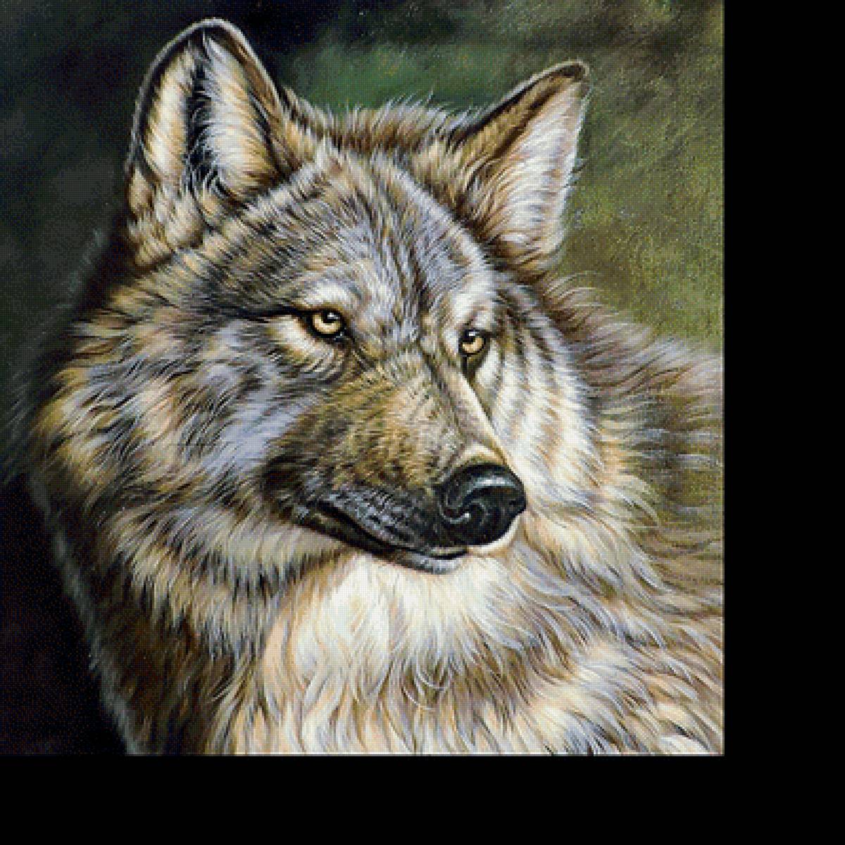 Волк - звери, животные - предпросмотр