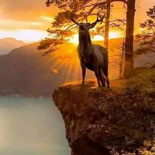 Схема вышивки «гон»