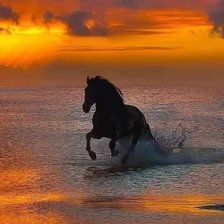 Схема вышивки «свобода»