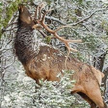 Схема вышивки «олень»