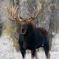 Схема вышивки «лось»