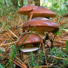 Схема вышивки «Дружная семейка»