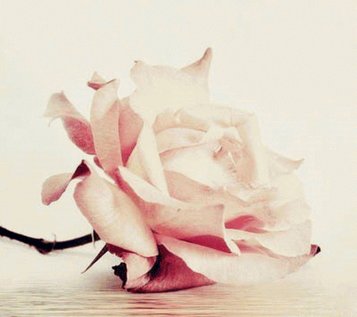 Роза - розы - предпросмотр