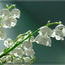 Схема вышивки «Ландыши»