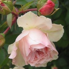 Схема вышивки «Розовая крвсавица»