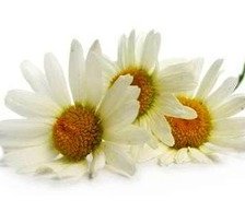 Схема вышивки «Ромашки»