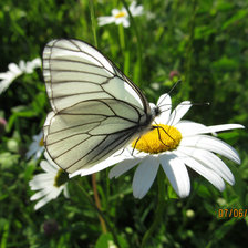 Схема вышивки «Бабочка на ромашке»