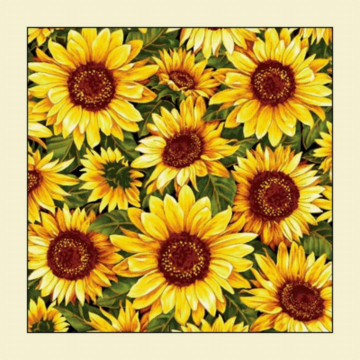 №2005095 - подсолнухи, цветы - предпросмотр