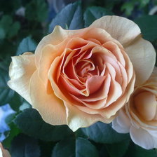 Схема вышивки «Роза»