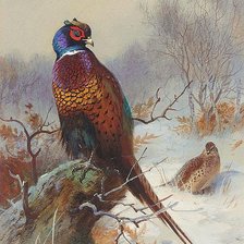 Схема вышивки «№2005438»