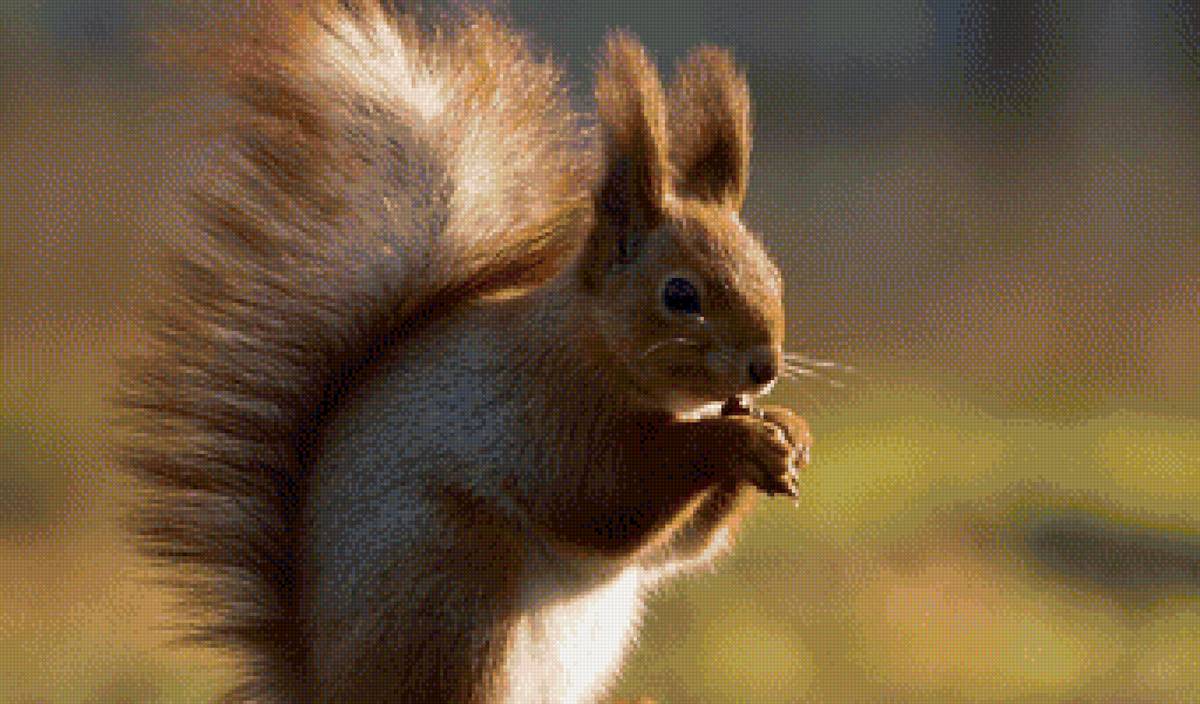 Белка - предпросмотр