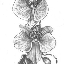 Схема вышивки «рисунок»