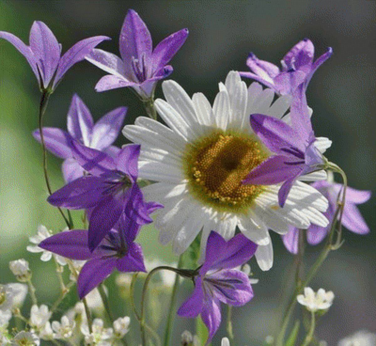 Цветы полевые - природа, цветы - предпросмотр