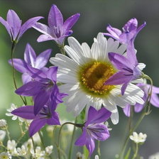 Цветы полевые