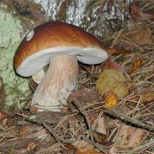 Схема вышивки «Боровичок»