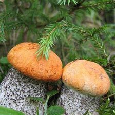 Схема вышивки «Крепыши»