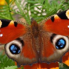 Схема вышивки «Павлиний глаз»