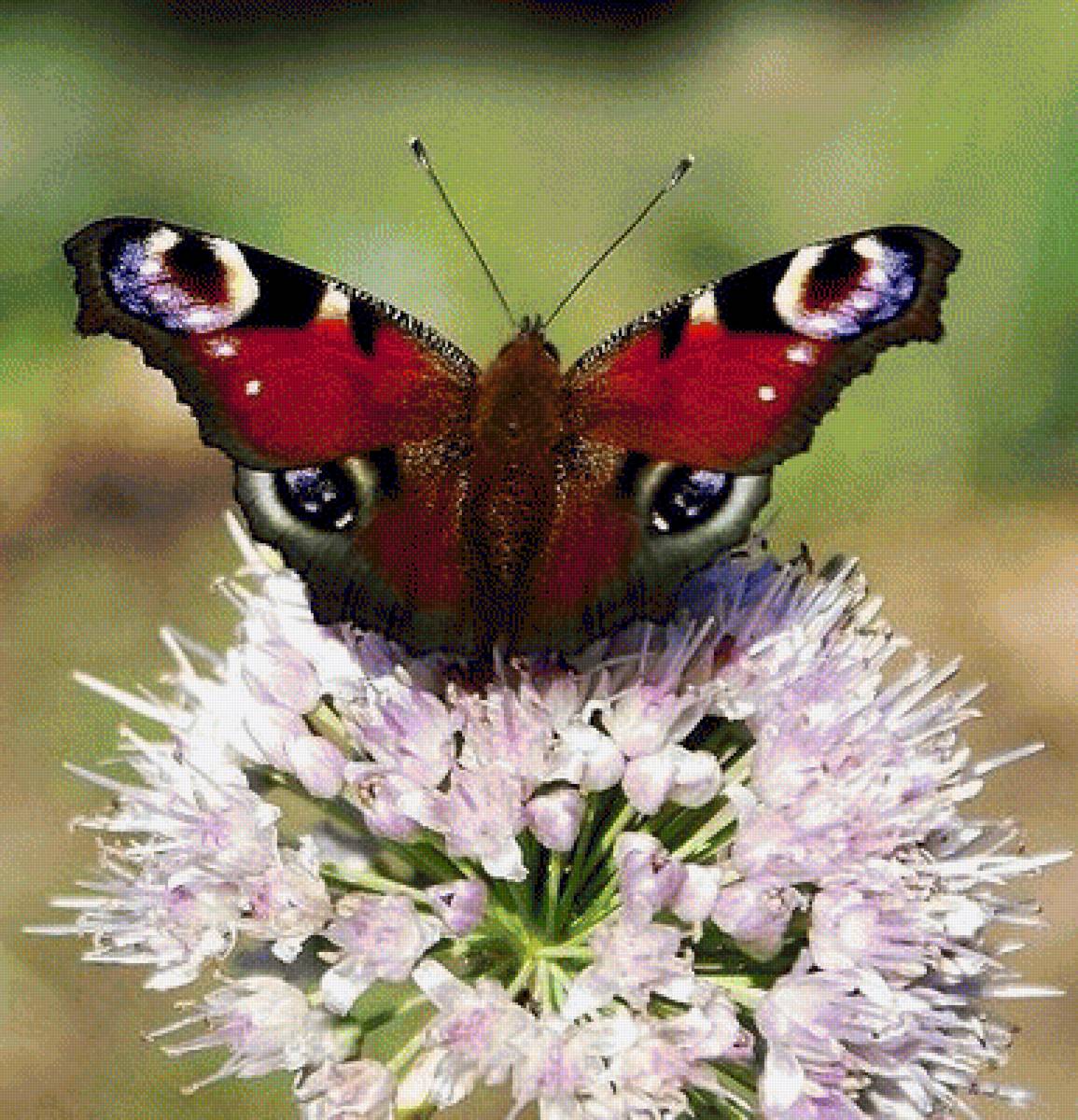 Павлиний глаз - бабочки - предпросмотр