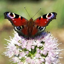 Схема вышивки «Павлиний глаз»