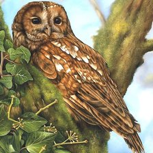 Схема вышивки «№2006311»