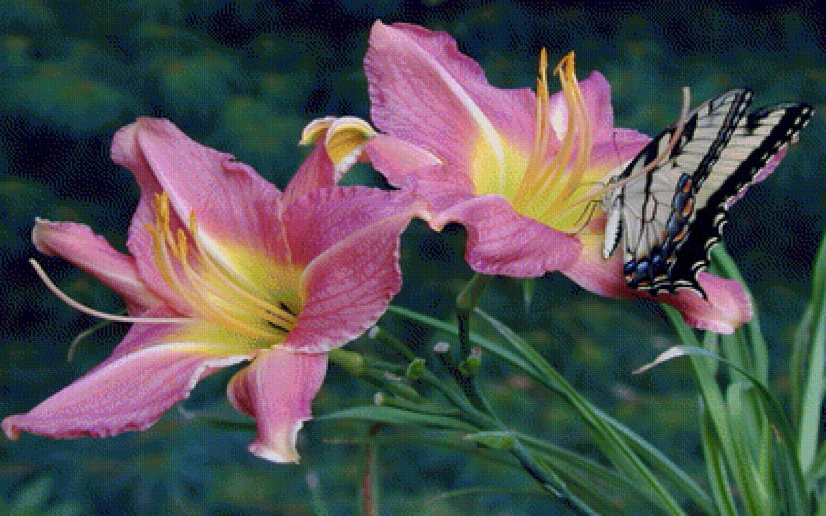 Лилейник - цветы, лилейник - предпросмотр