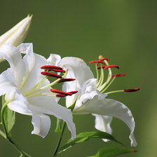 Схема вышивки «Белые лилии»