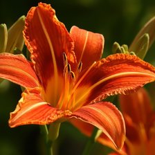 Схема вышивки «Лилейник»