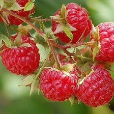 Схема вышивки «Ягода малина»