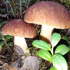 Схема вышивки «Боровички»