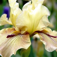 Схема вышивки «Ирис»