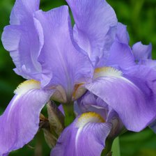 Схема вышивки «Ирис»