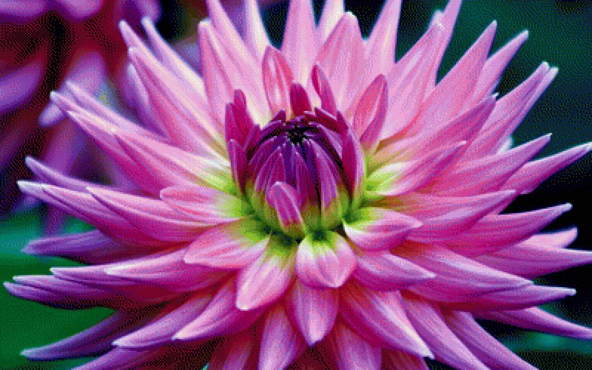 Георгин - цветы, георгин - предпросмотр