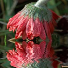 Схема вышивки «Отражение»
