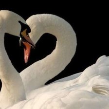 Схема вышивки «Нежность»