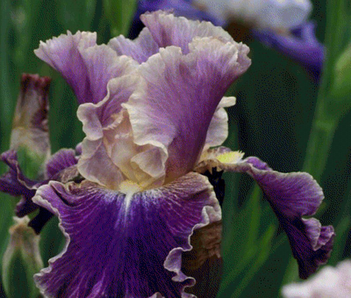 Ирис - цветы, ирис - предпросмотр