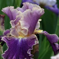 Схема вышивки «Ирис»