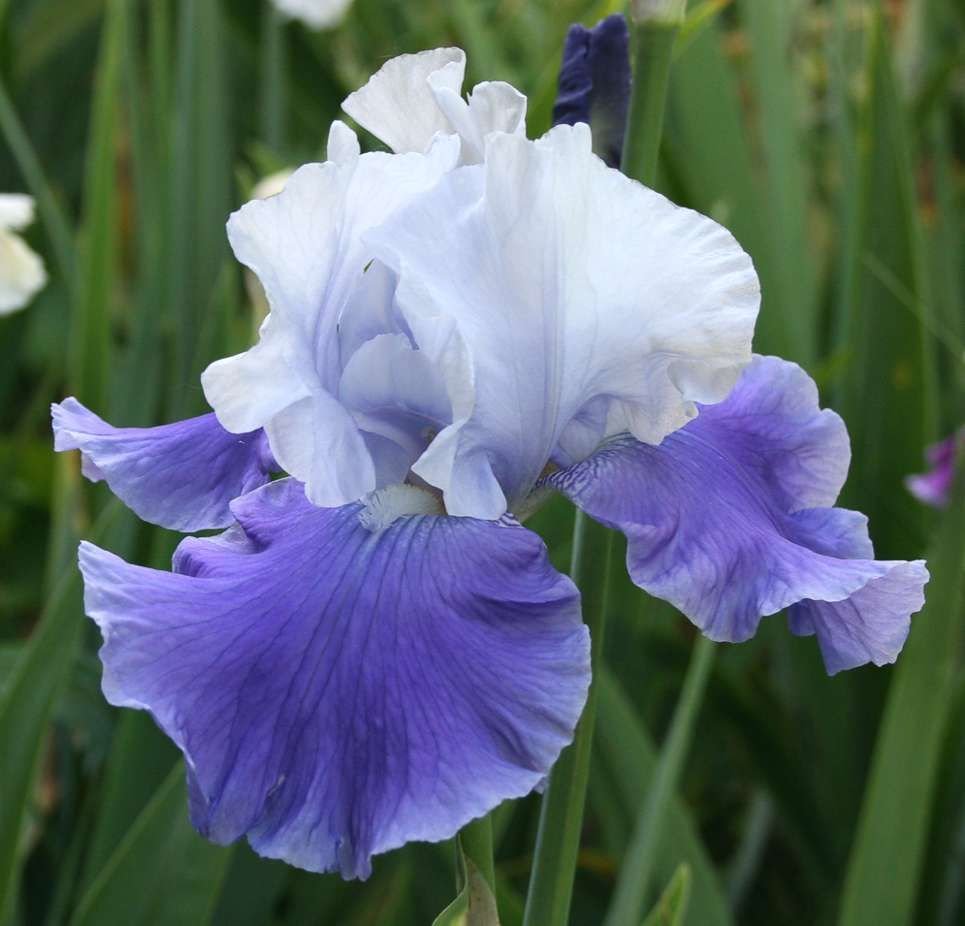 Ирис - ирис, цветы - оригинал