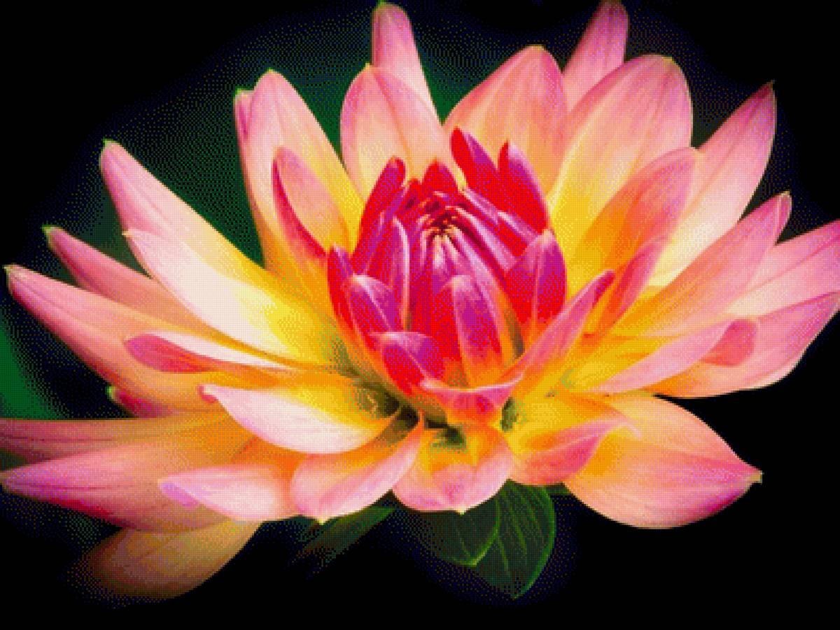 Георгин - цветы, георгин - предпросмотр