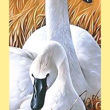 Схема вышивки «Серия "Птицы". Лебеди, пара»