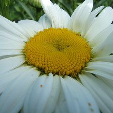 Схема вышивки «Ромашка»