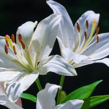 Схема вышивки «Белая лилия»